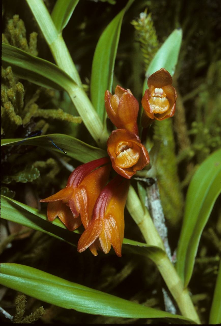 Dendrobium flammeus image