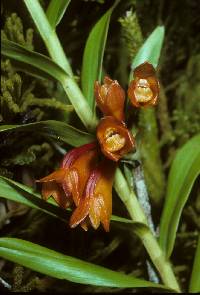 Image of Dendrobium flammeus